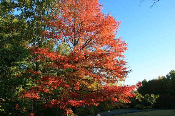 Big Orange Tree