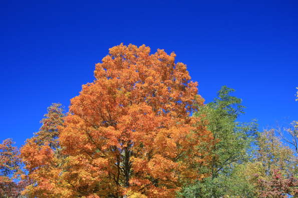 Orange and Blue