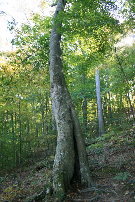 Walking Tree